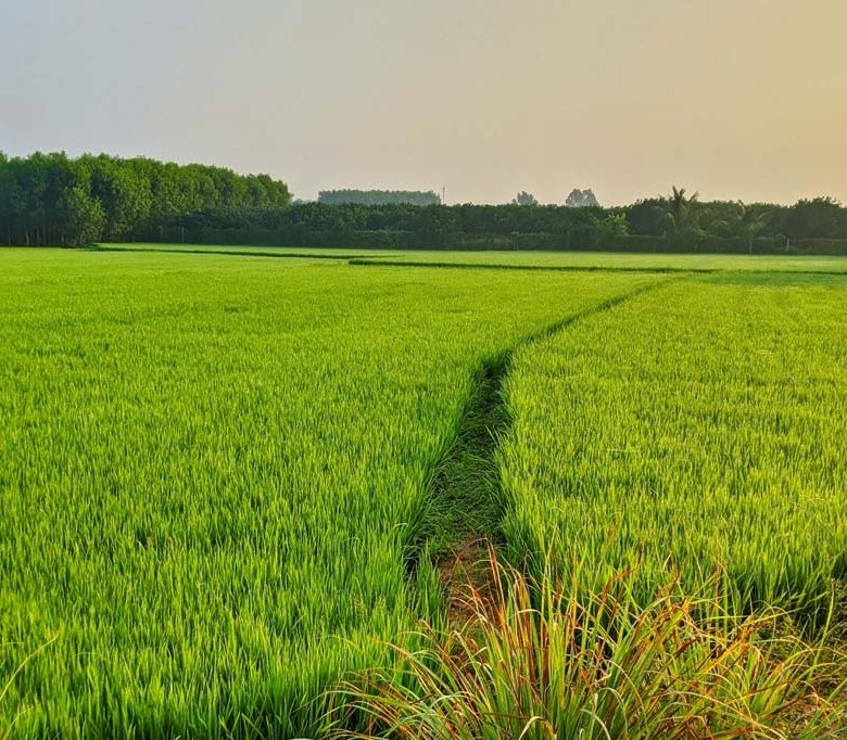 +Realty Agricultural land for sale